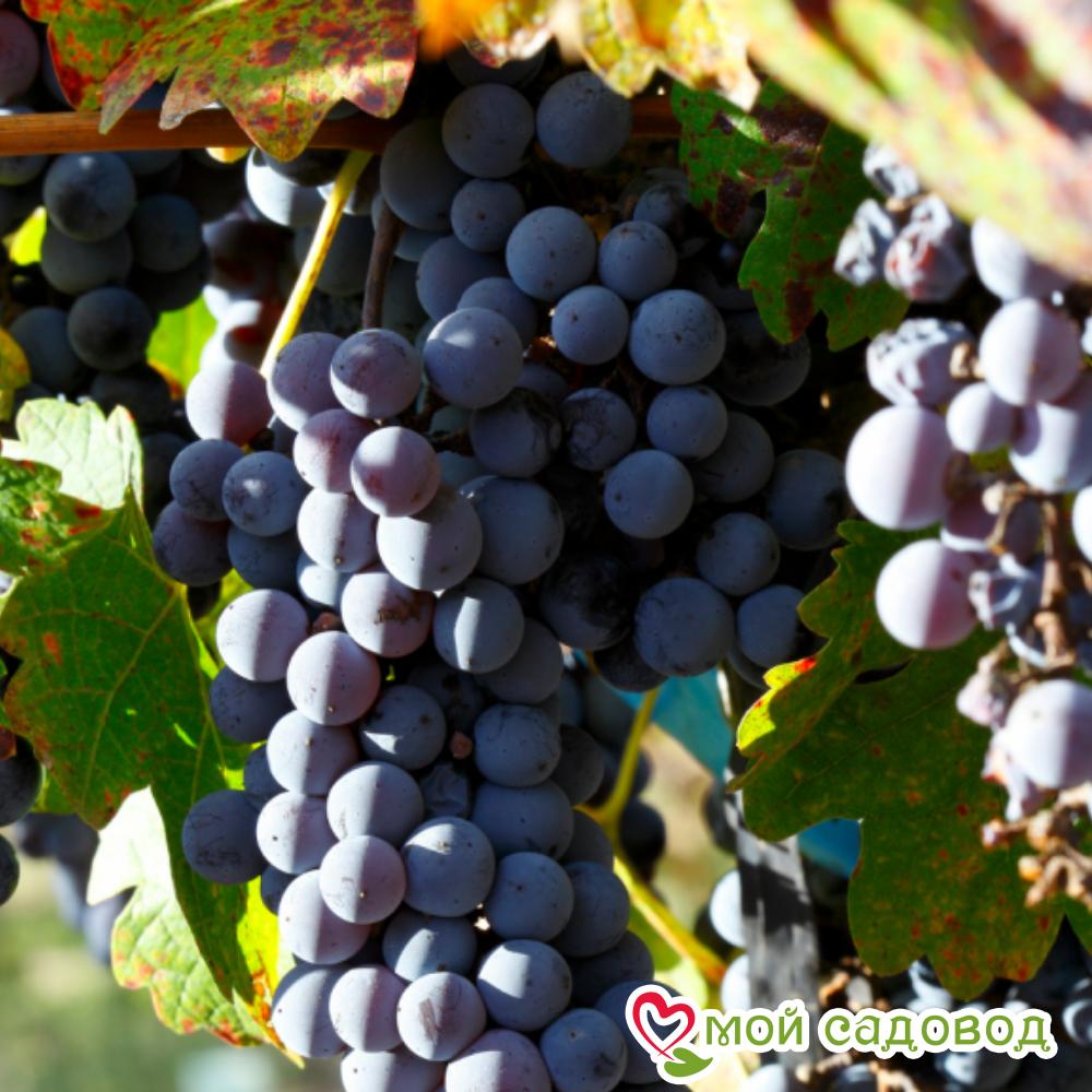 Виноград Одесский черный