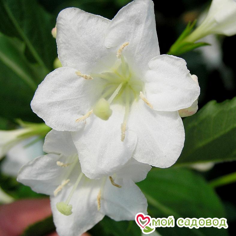 Вейгела цветущая "Бристол Сноуфлейк"