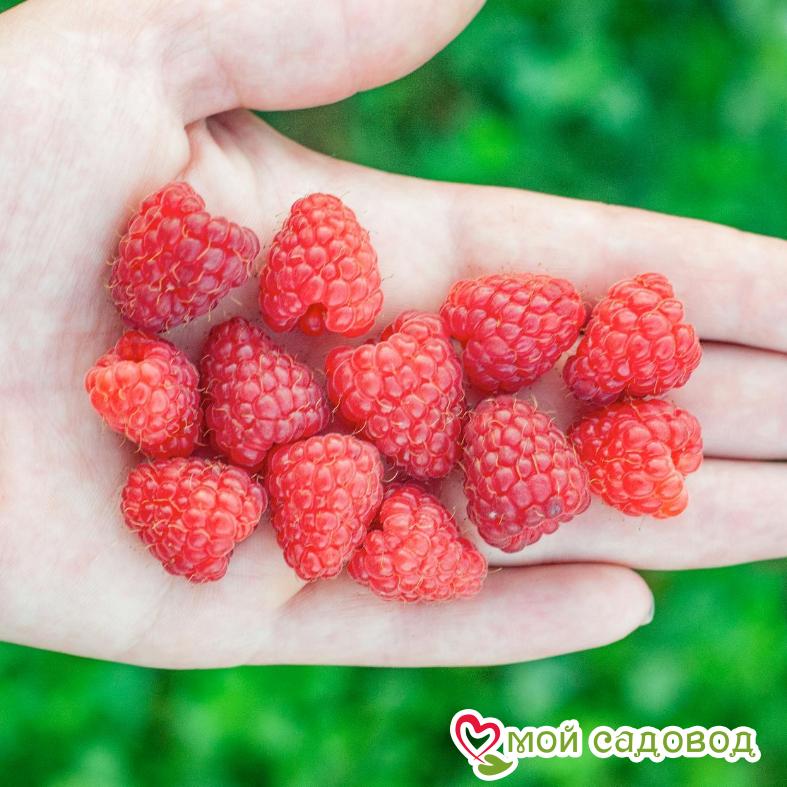 Малина Полонез (Polonez)