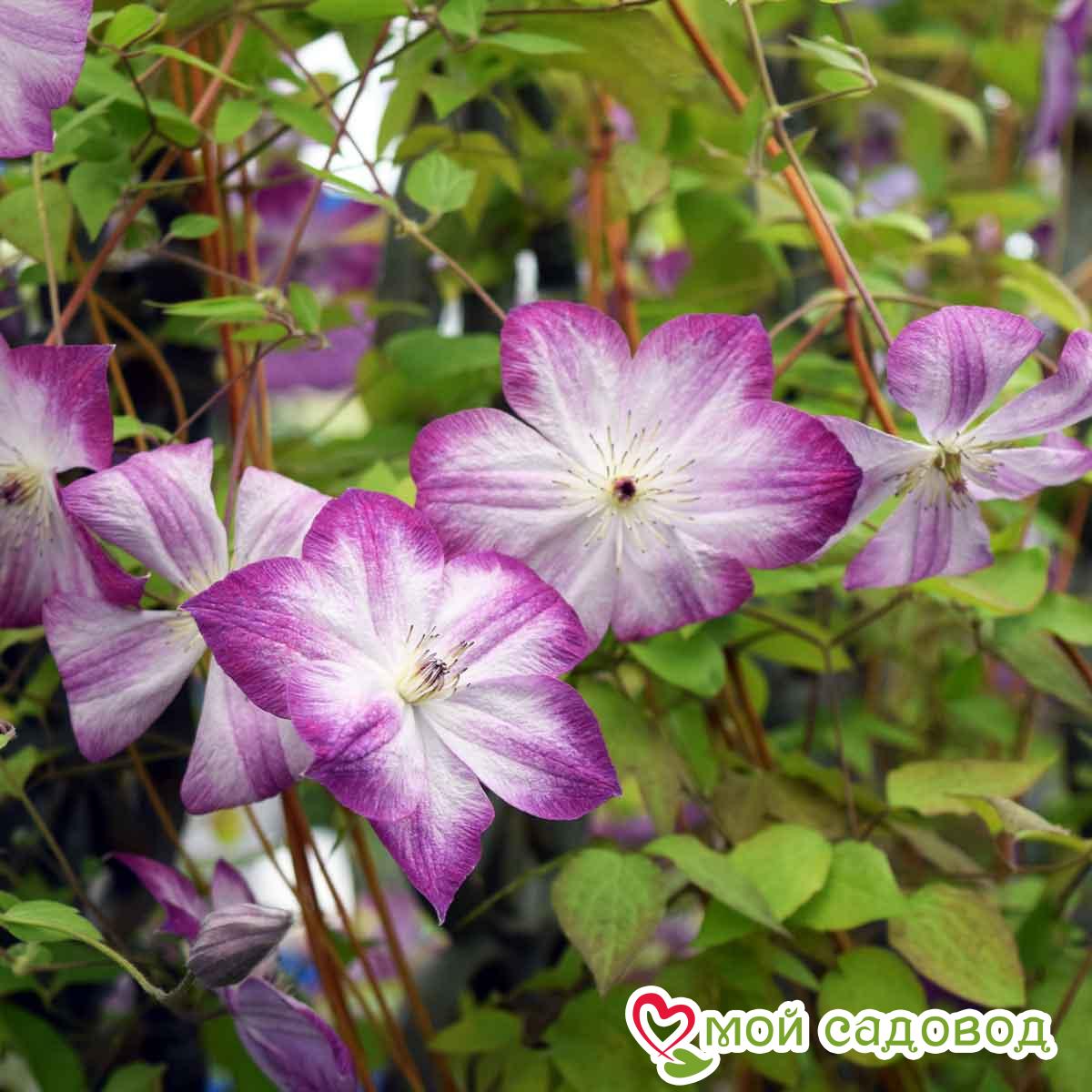 Клематис ПЕРНИЛЛЬ