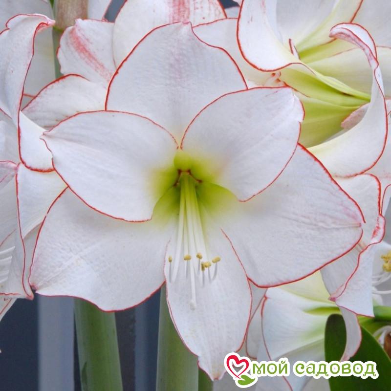 АМАРИЛЛИС ПИКОТИ