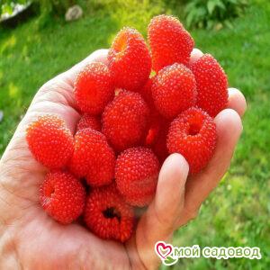 Малино-клубника