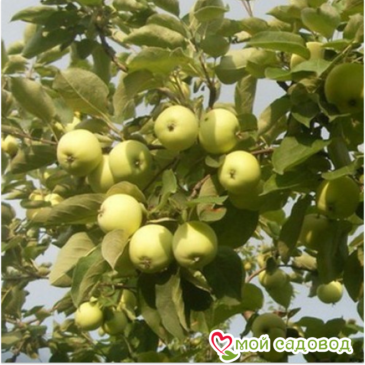 Яблоня Папировка