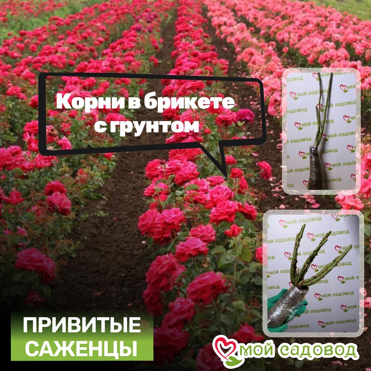 Роза Кримен Каскад